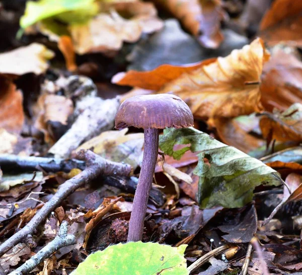 紫色秋天水果 真菌及叶子 — 图库照片