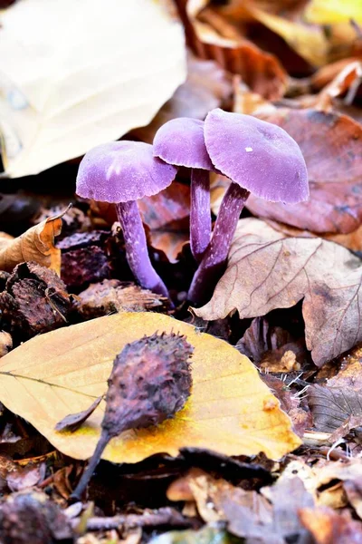 Purple Autumn Fruiting Fungi Leaves — Stock Photo, Image