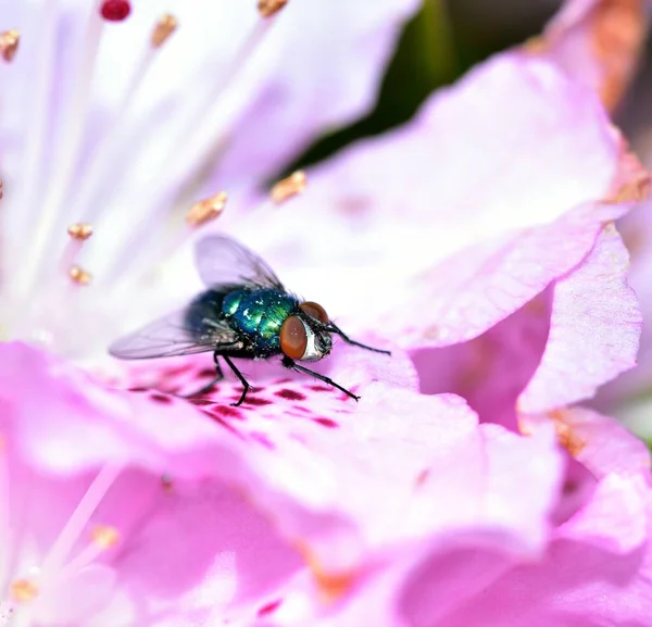 stock image Green Bottle in the sunlight