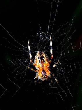 Cross Orb-Weaver Spider üzerinde web 