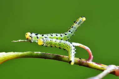 İki Larva sarısı testere sineği - Arge siyanosrocea - bir gül yaprağı üzerinde