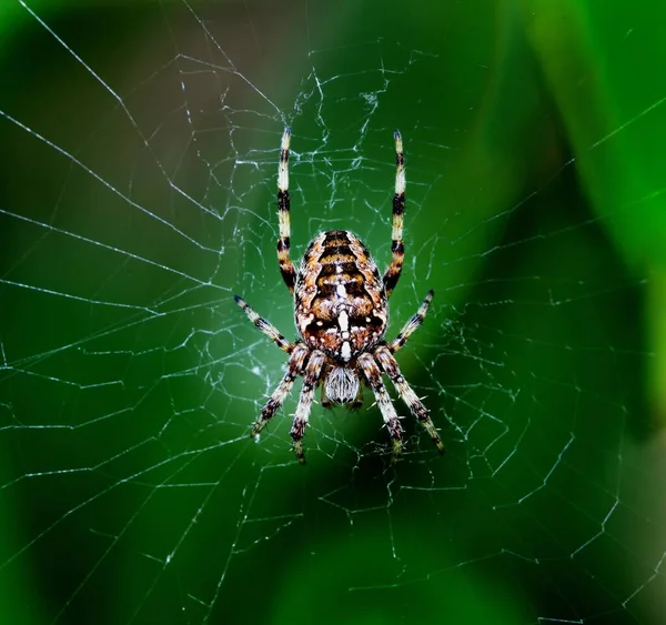 Cross Orb Weaver Spider Web — Fotografia de Stock