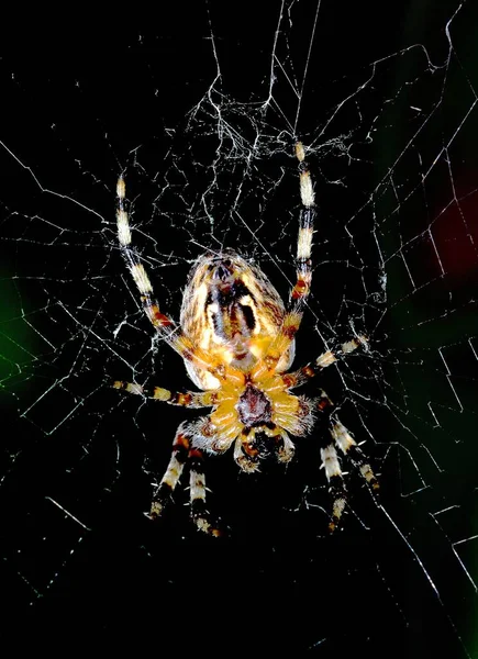 Cross Orb Weaver Spider Інтернеті — стокове фото