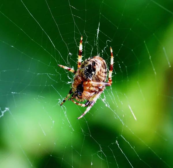 Cross Orb Weaver Spindel Web — Stockfoto