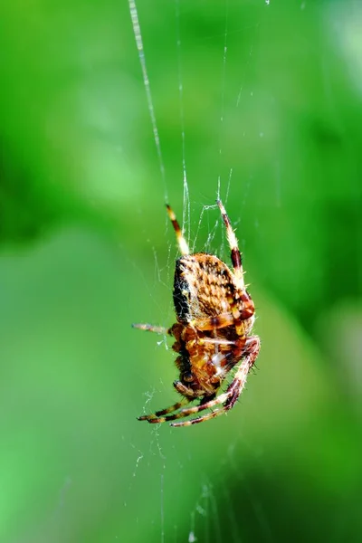 十字球 织蜘蛛上是网络 — 图库照片