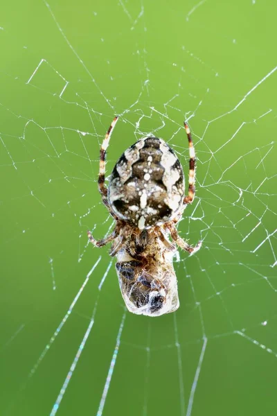 十字伞织机上的蜘蛛网上有一个Wasp — 图库照片
