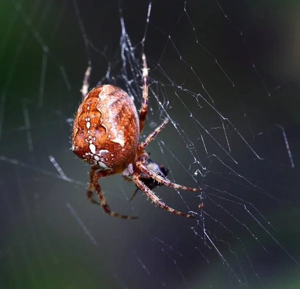 Cross Orb Weaver Spider Інтернеті — стокове фото
