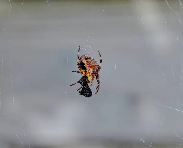 クロスOrb Weaver Spider獲物を食べる — ストック写真