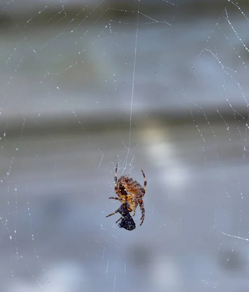Cross Orb Weaver Spider Comendo Sua Presa — Fotografia de Stock
