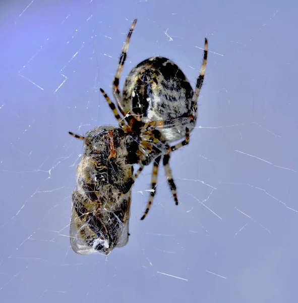 Yaban Arısı Ile Örümceğin Üzerinde Çapraz Orb Weaver — Stok fotoğraf