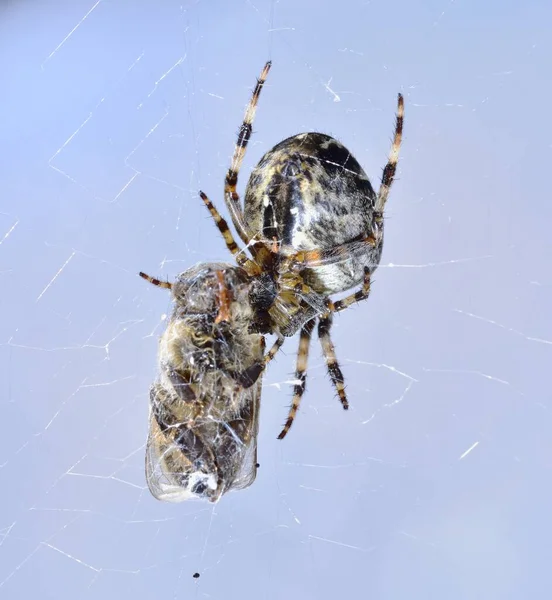 Cruz Orbe Weaver Spider Web Con Una Avispa —  Fotos de Stock