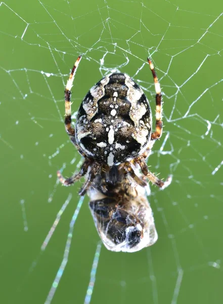 Euroopean Garden Spider Zawijania Wasp Się — Zdjęcie stockowe