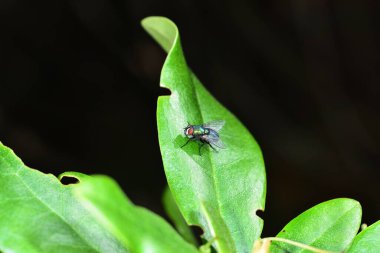 Güneş ışığındaki yeşil şişe