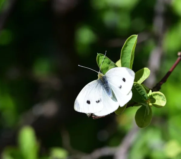 Большая Белая Бабочка Pieris Brassicae — стоковое фото