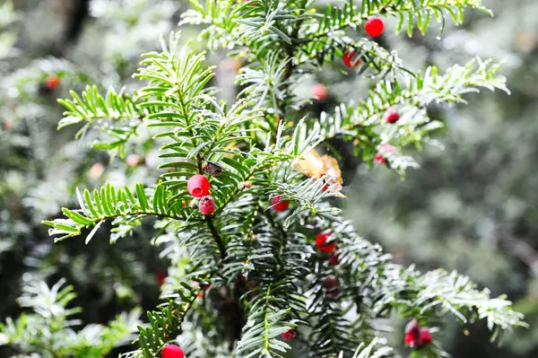 Baies Rouges Taxus Baccata Automne — Photo