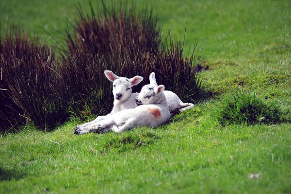 New spring twin lambs enjoying the sunshine