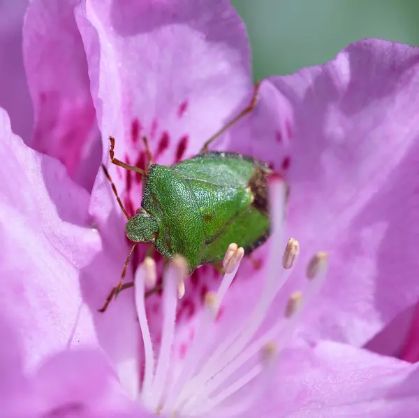 Green Shield Bug on a pink azalea