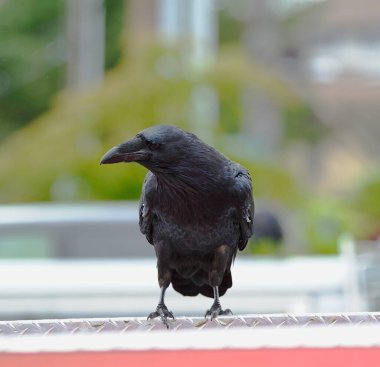 Corvus - Kuzgun - Yağmurlu bir günde