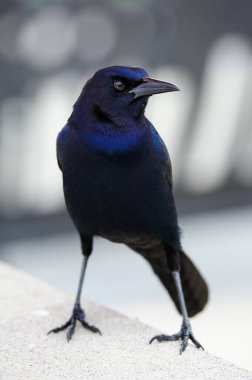 Amerikan teknesi kuyruklu Grackle yiyecek arıyor.