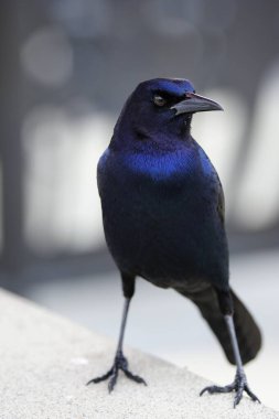 Amerikan teknesi kuyruklu Grackle yiyecek arıyor.