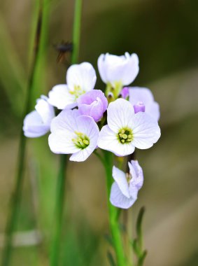 Bahar güneşinde Cardamine Amara