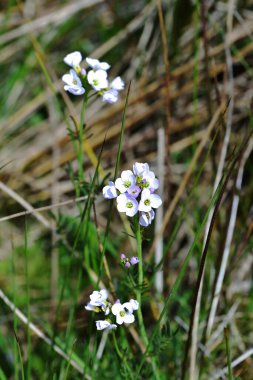 Bahar güneşinde Cardamine Amara