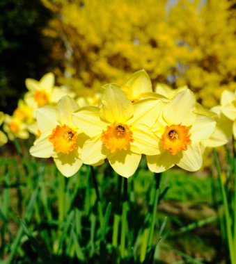 Sunshine on Spring Daffodils in the grass clipart