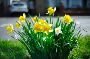 Mature group of Spring Daffodils in the grass clipart