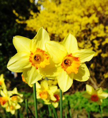 Sunshine on Spring Daffodils in the grass clipart