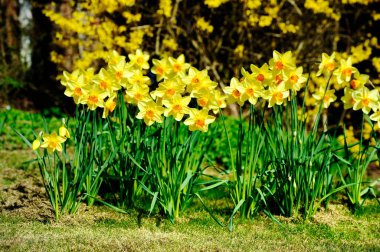 Large groups of Spring Daffodils in the grass clipart