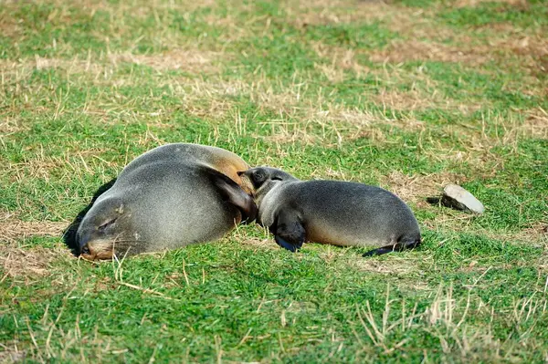 Cape Palliser, Yeni Zelanda Kürk Fok Ailesi