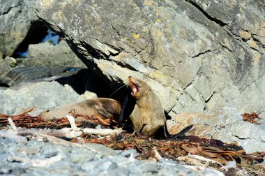 Cape Palliser, Yeni Zelanda 'nın Kürk Fok ikizi yavruları.