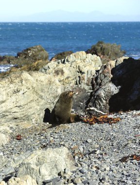 Palliser Burnu Kürk Mührü, Yeni Zelanda