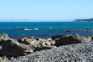 Palliser Burnu Kürk Mührü, Yeni Zelanda