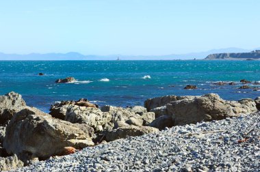 Palliser Burnu Kürk Mührü, Yeni Zelanda