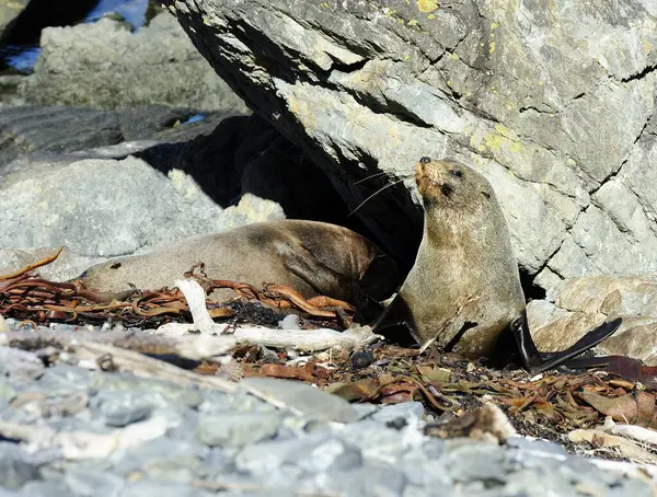 Cape Palliser, Yeni Zelanda 'nın Kürk Fok ikizi yavruları.