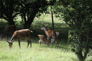 Red Deer fawns feeding from teh hind in the long grass clipart