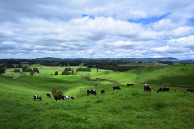 Çayırlarda beslenen inek sürüsü
