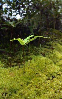 Yound silver fern growing above the moss clipart