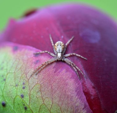 Kamuflaj Thomisidae pusucu yırtıcılardır.