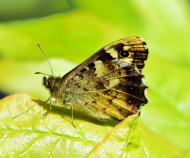 Kapalı kanatlı Benekli Orman