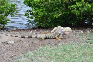 Erkek yeşil iguana atıştırmalık arıyor.