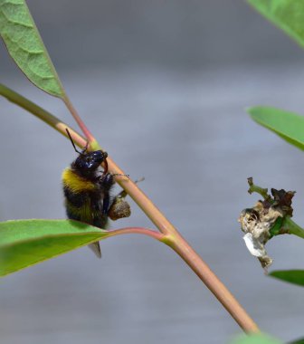 Bacaklarında polen olan Vahşi Arı