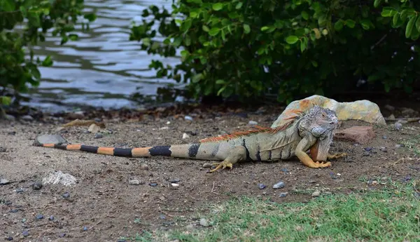 stock image Male Green Iguana on the look out for a snack