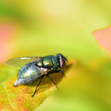 Green Bottle in the sunlight clipart