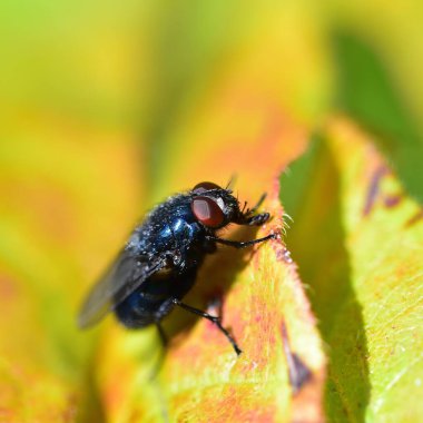 Blue Bottle covered in pollen clipart