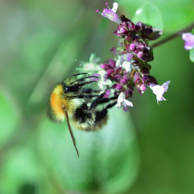 Wild Bee on a purple Basil flower clipart