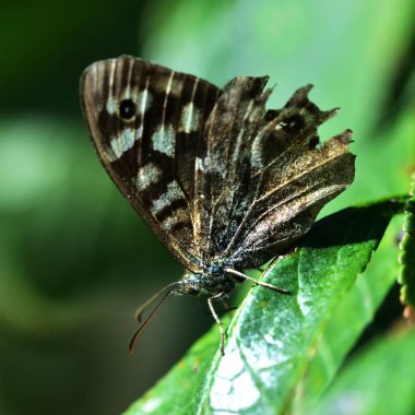 Speckled Wood with closed wings clipart