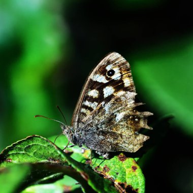 Speckled Wood with closed wings clipart