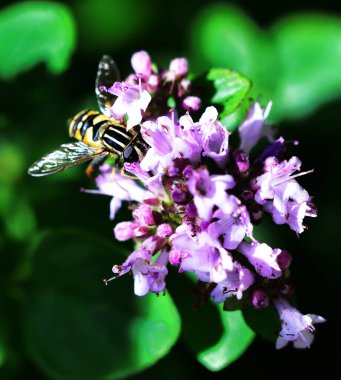 Drone Fly bathing in the sunshine on a purple flower clipart